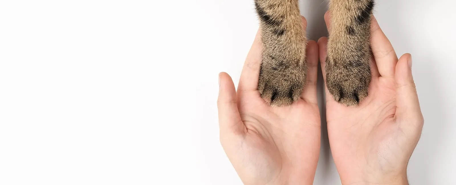 デザネコイメージ画像